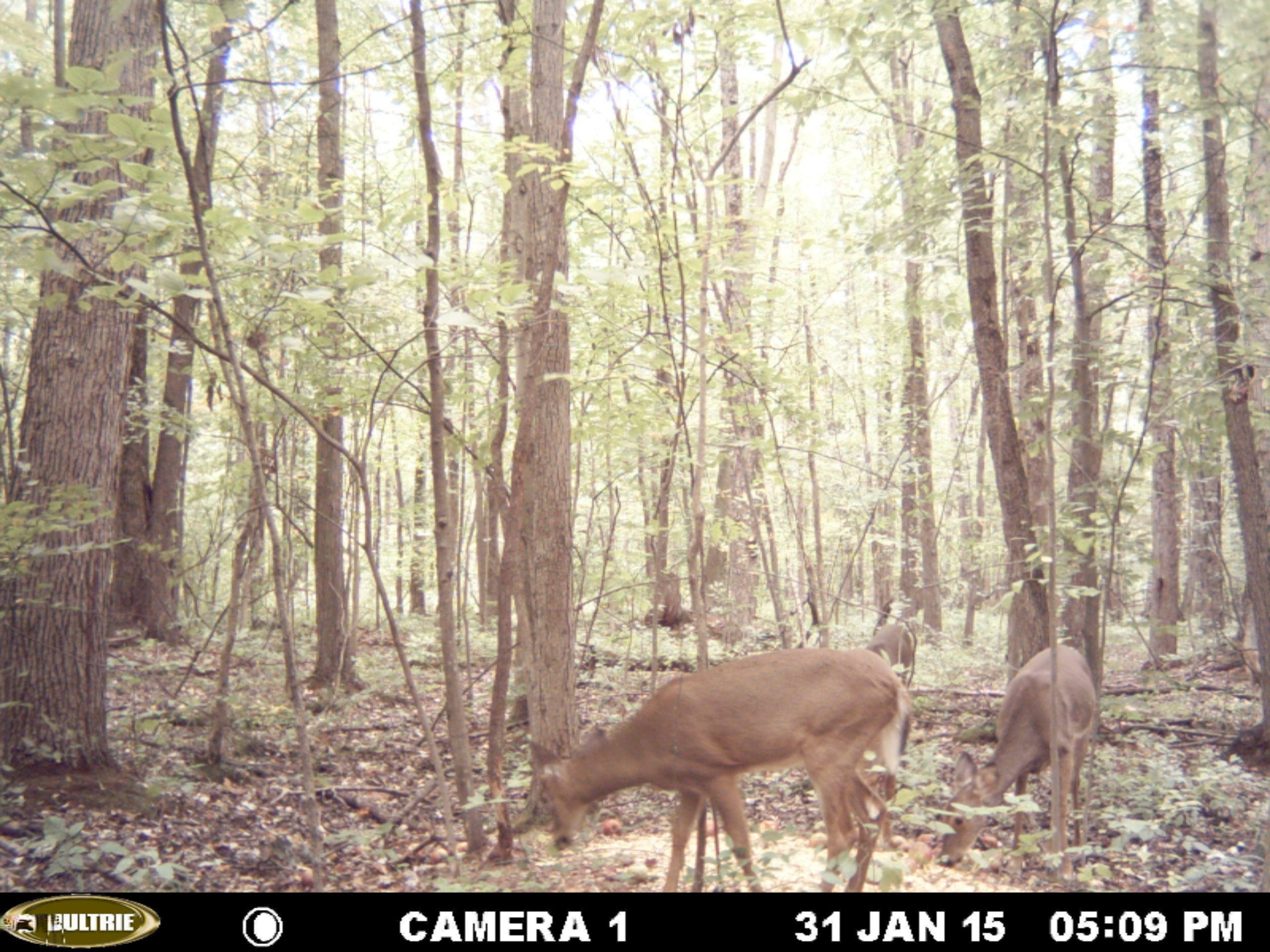 0 Bailey Road Ravenna, MI 49451 - Photo 2 of 8 MDGC0002