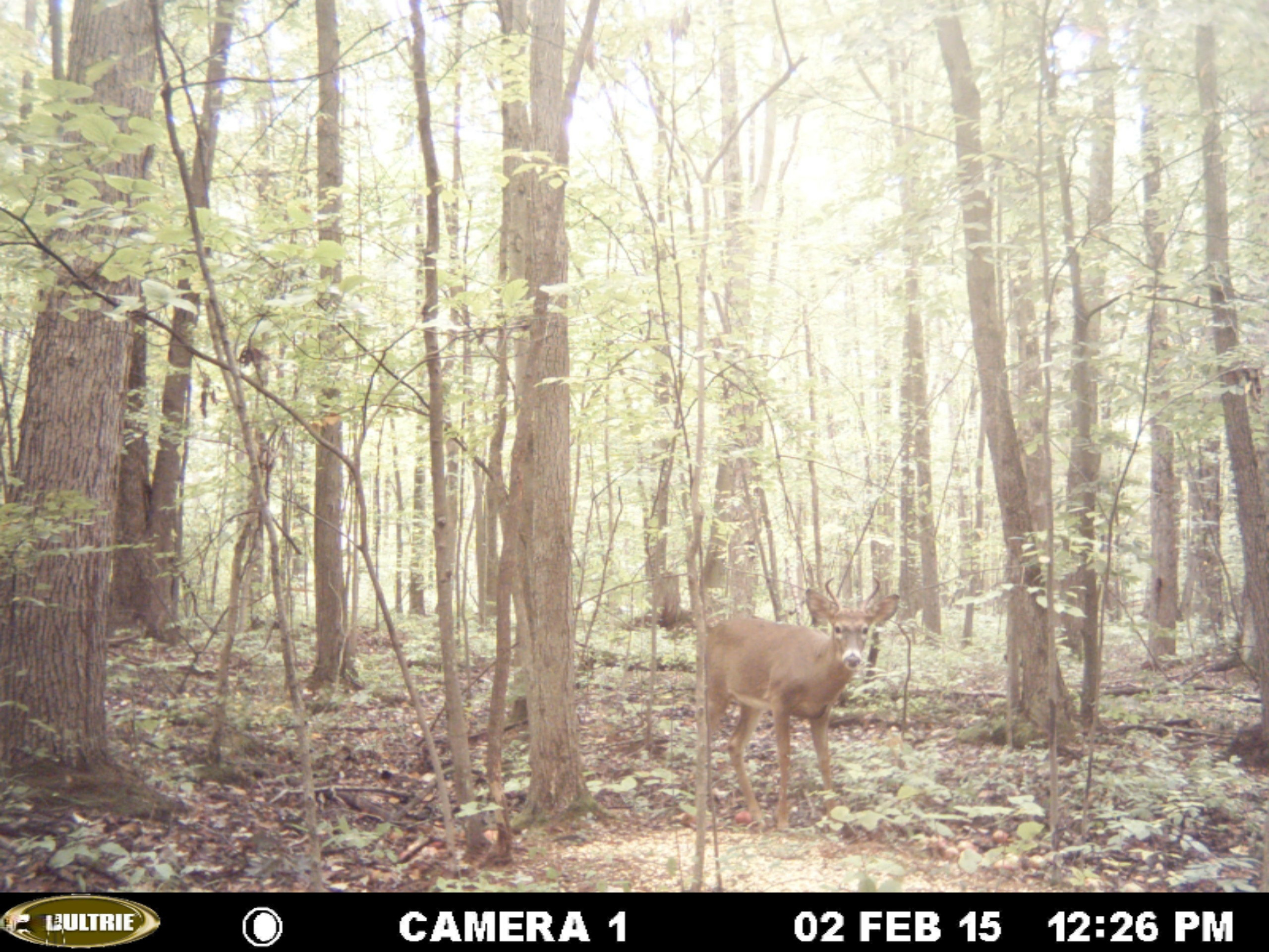0 Bailey Road Ravenna, MI 49451 - Photo 3 of 8 MDGC0015