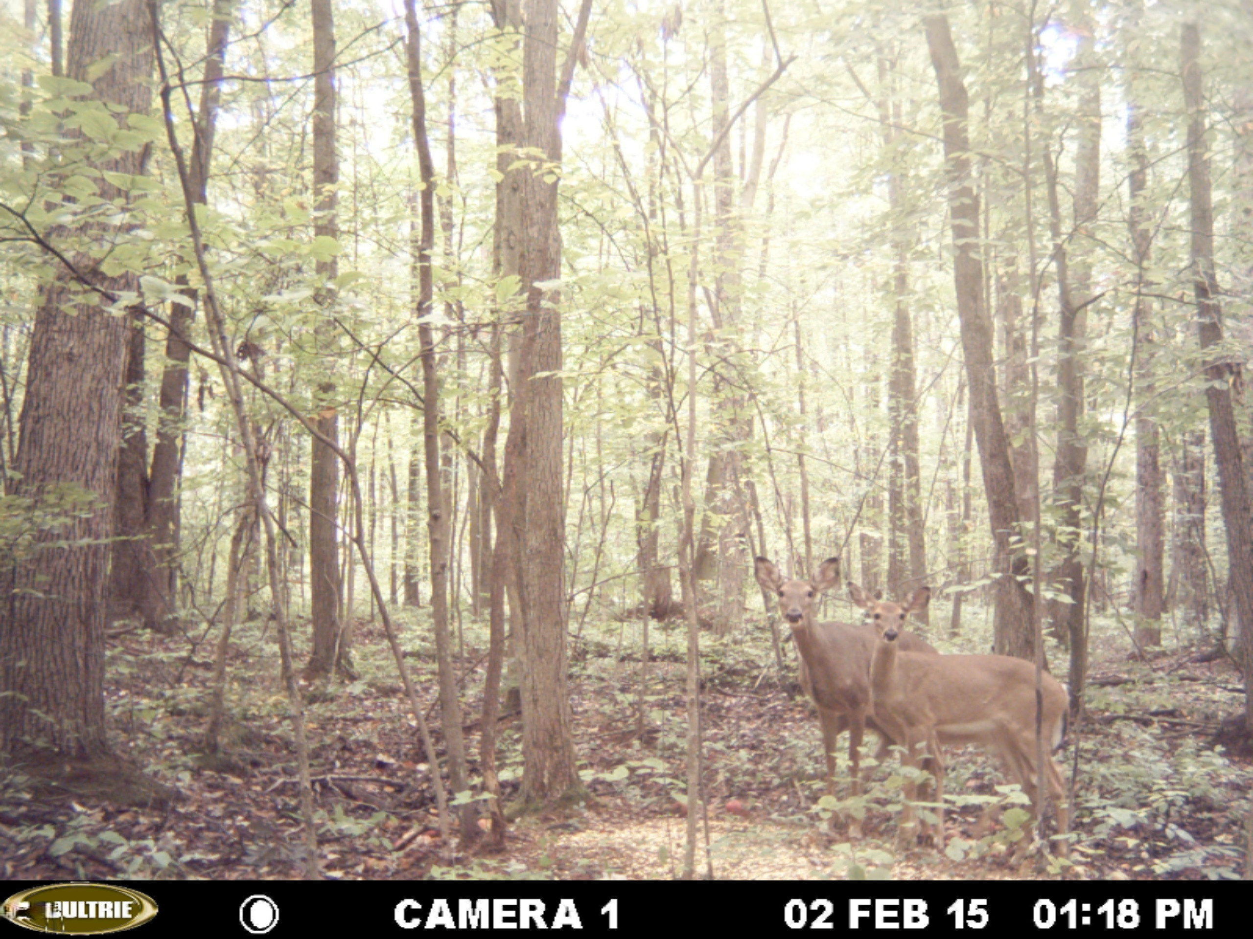 0 Bailey Road Ravenna, MI 49451 - Photo 5 of 8 MDGC0018