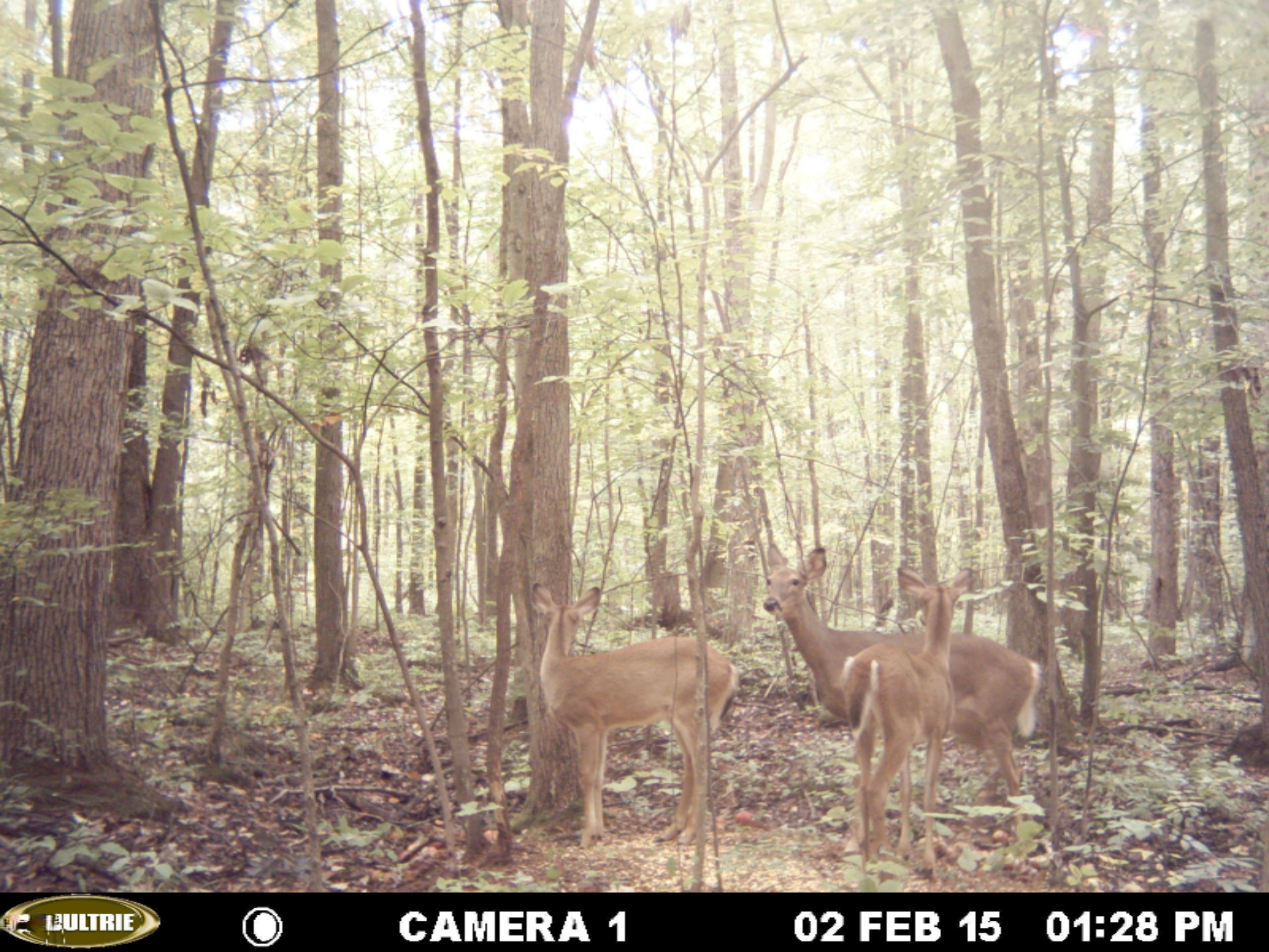 0 Bailey Road Ravenna, MI 49451 - Photo 6 of 8 MDGC0019