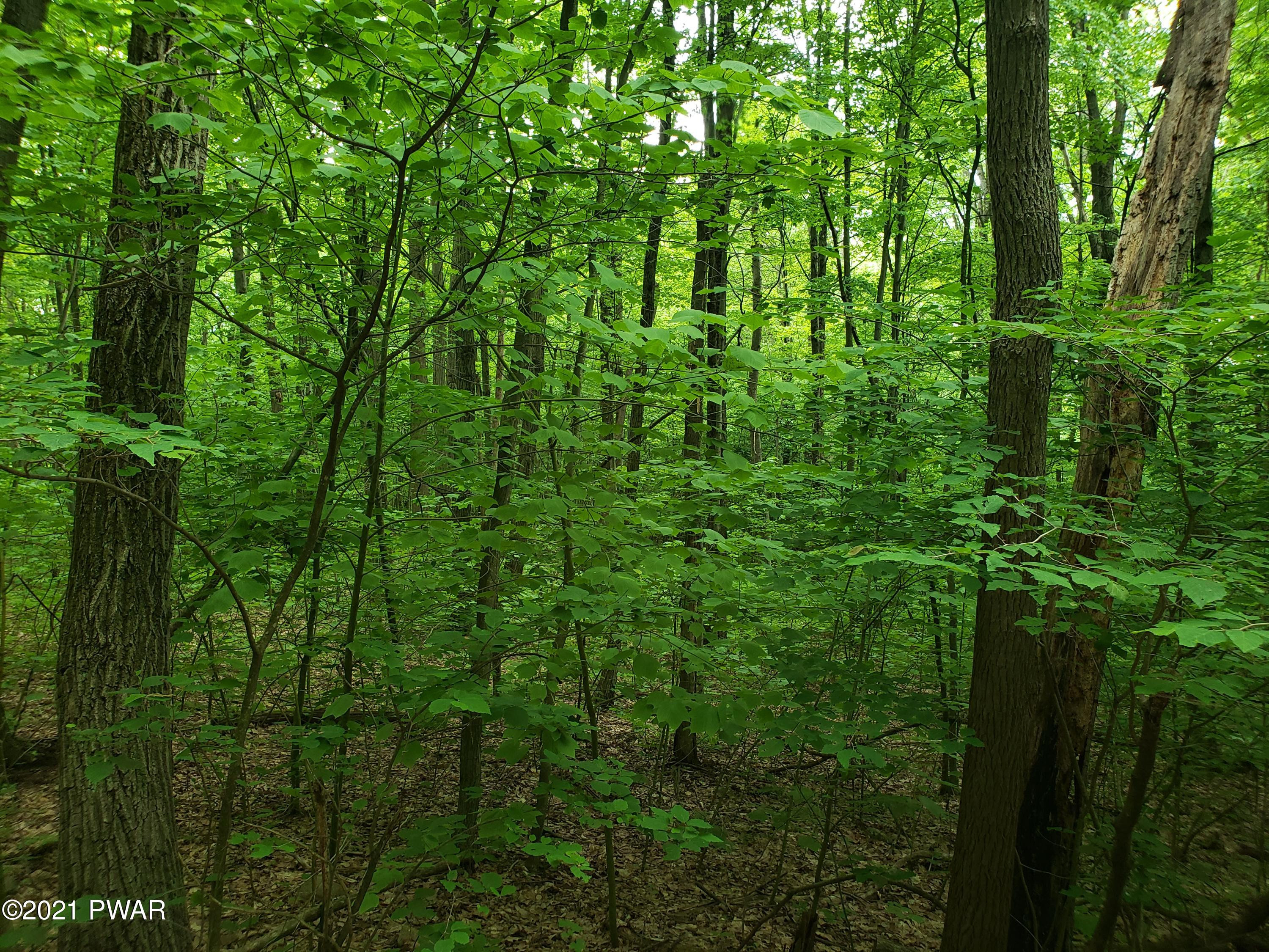 60 Oak Lane Waymart, PA 18472 - Photo 9 of 11 a view of a lush green forest