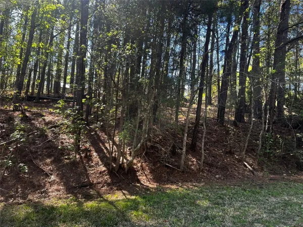 a view of a forest