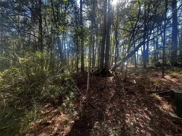 a view of a forest with trees in the background