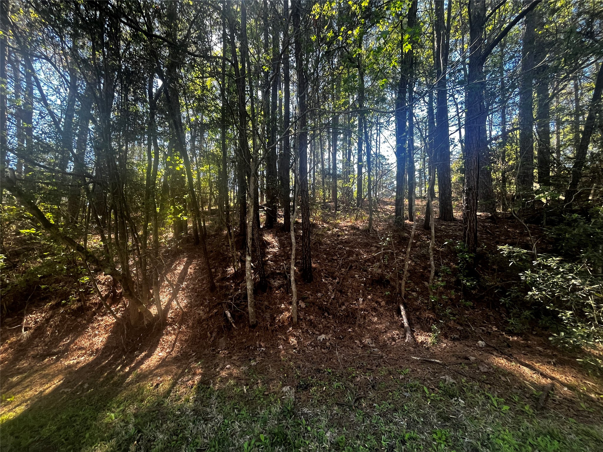 207 Green Tree Drive Coldspring, TX 77331 - Photo 5 of 20 a view of forest