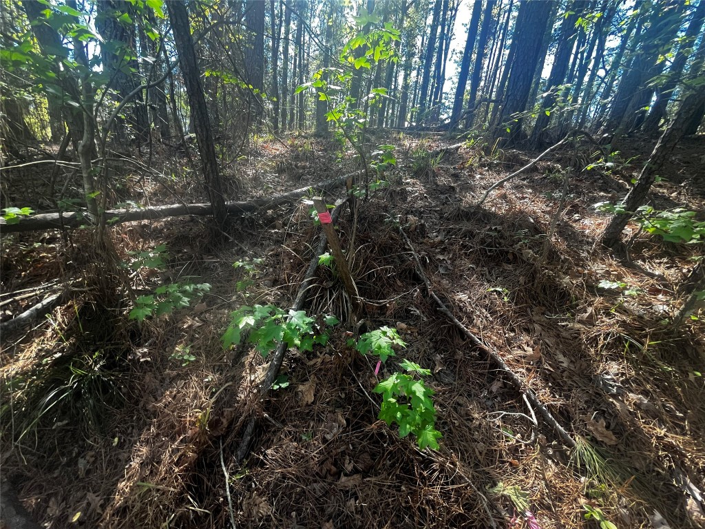 207 Green Tree Drive Coldspring, TX 77331 - Photo 7 of 20 a backyard of a house with lots of green space
