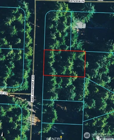 a view of a forest with lots of trees