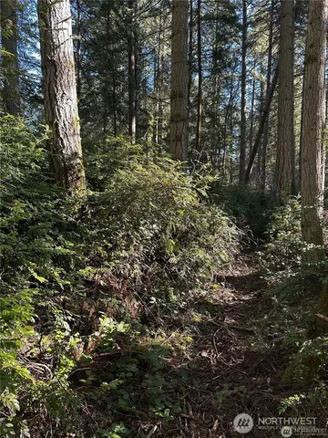 a close up of a tree in a yard