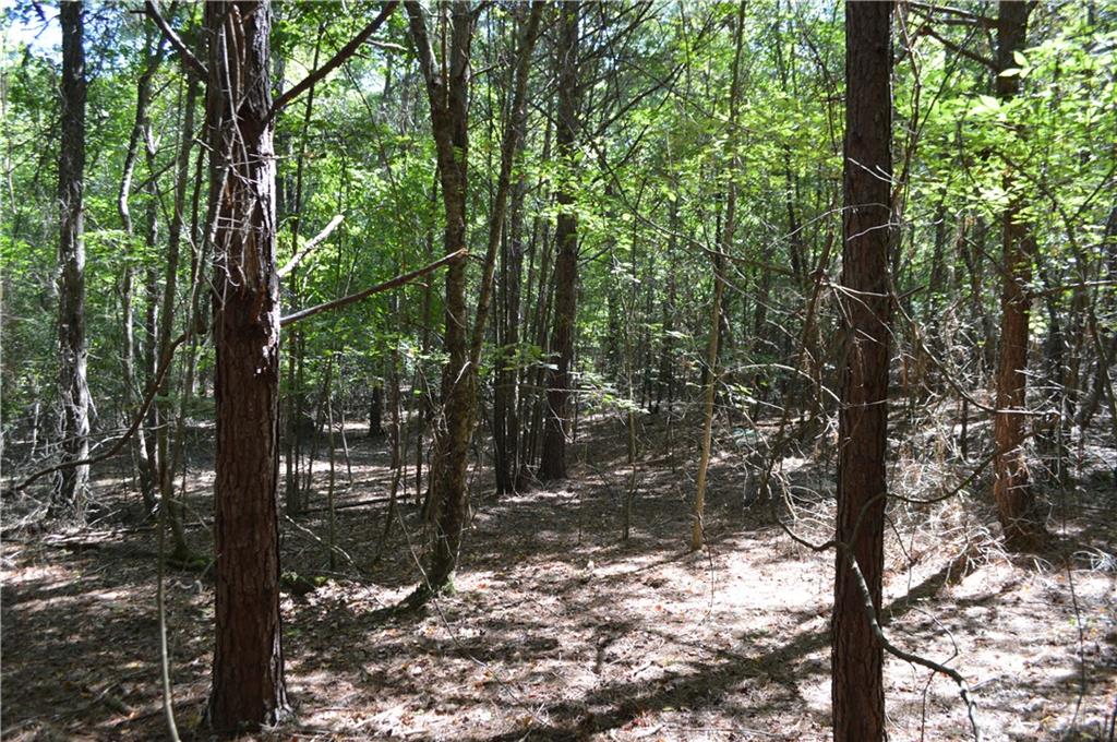 5 Ripplewood Trail Euharlee, GA 30145 - Photo 11 of 14 a view of a forest filled with trees