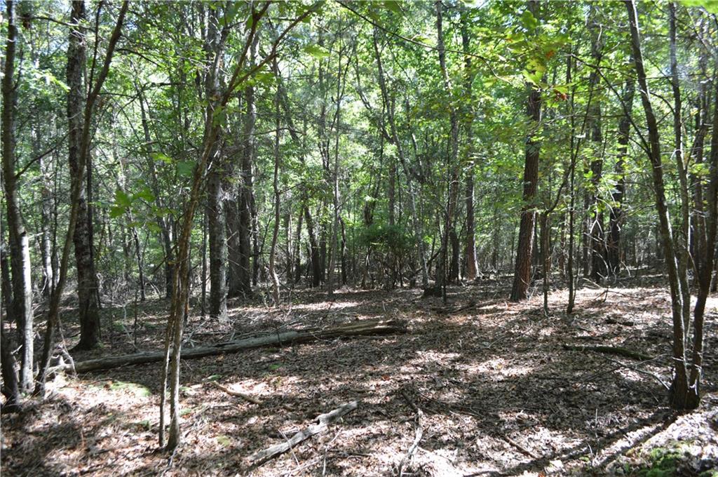 5 Ripplewood Trail Euharlee, GA 30145 - Photo 3 of 14 a view of a forest filled with trees
