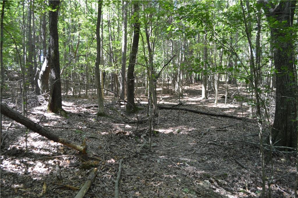 5 Ripplewood Trail Euharlee, GA 30145 - Photo 5 of 14 a view of a forest with trees