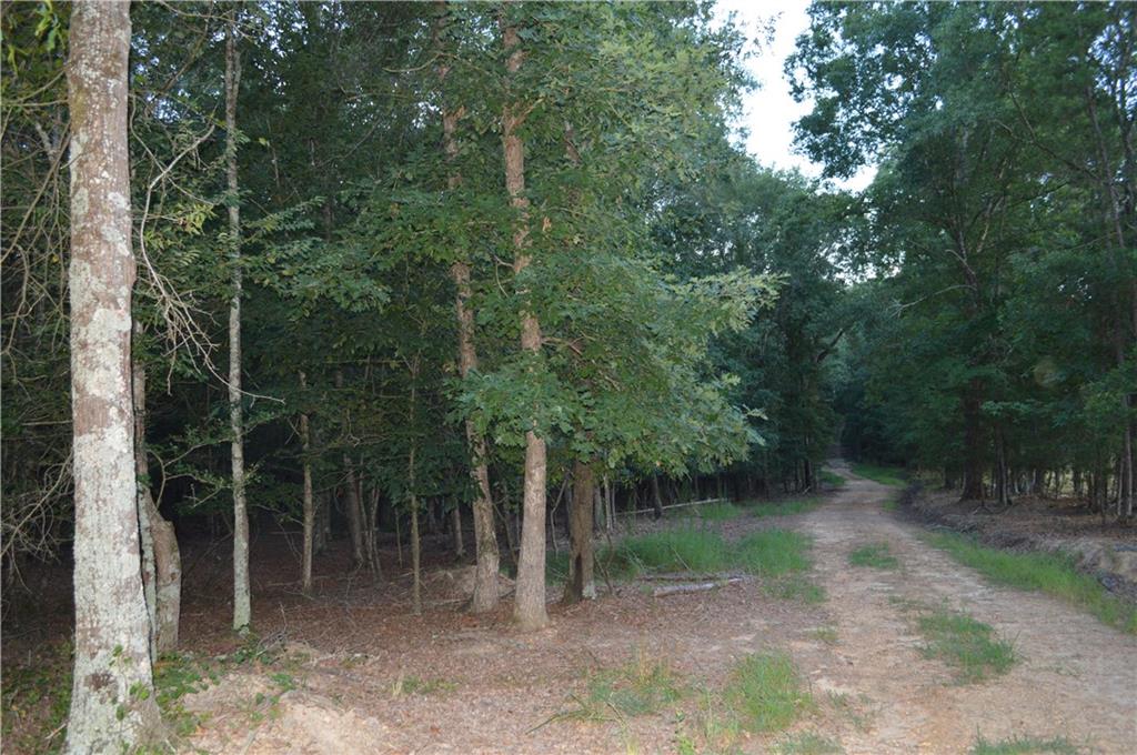 5 Ripplewood Trail Euharlee, GA 30145 - Photo 10 of 14 a view of a forest with trees