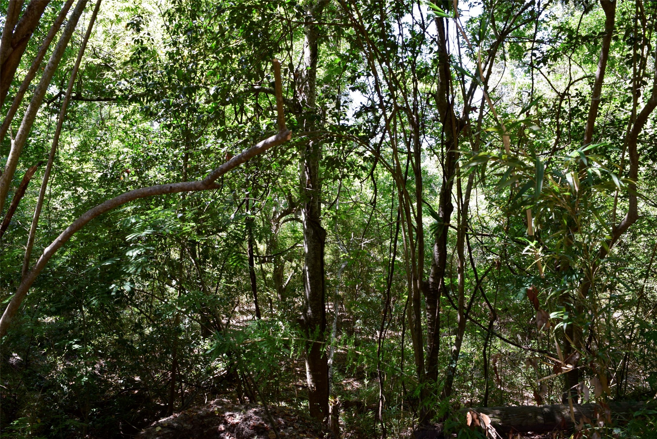 732 River Road Goodrich, TX 77335 - Photo 3 of 20 a view of a tree