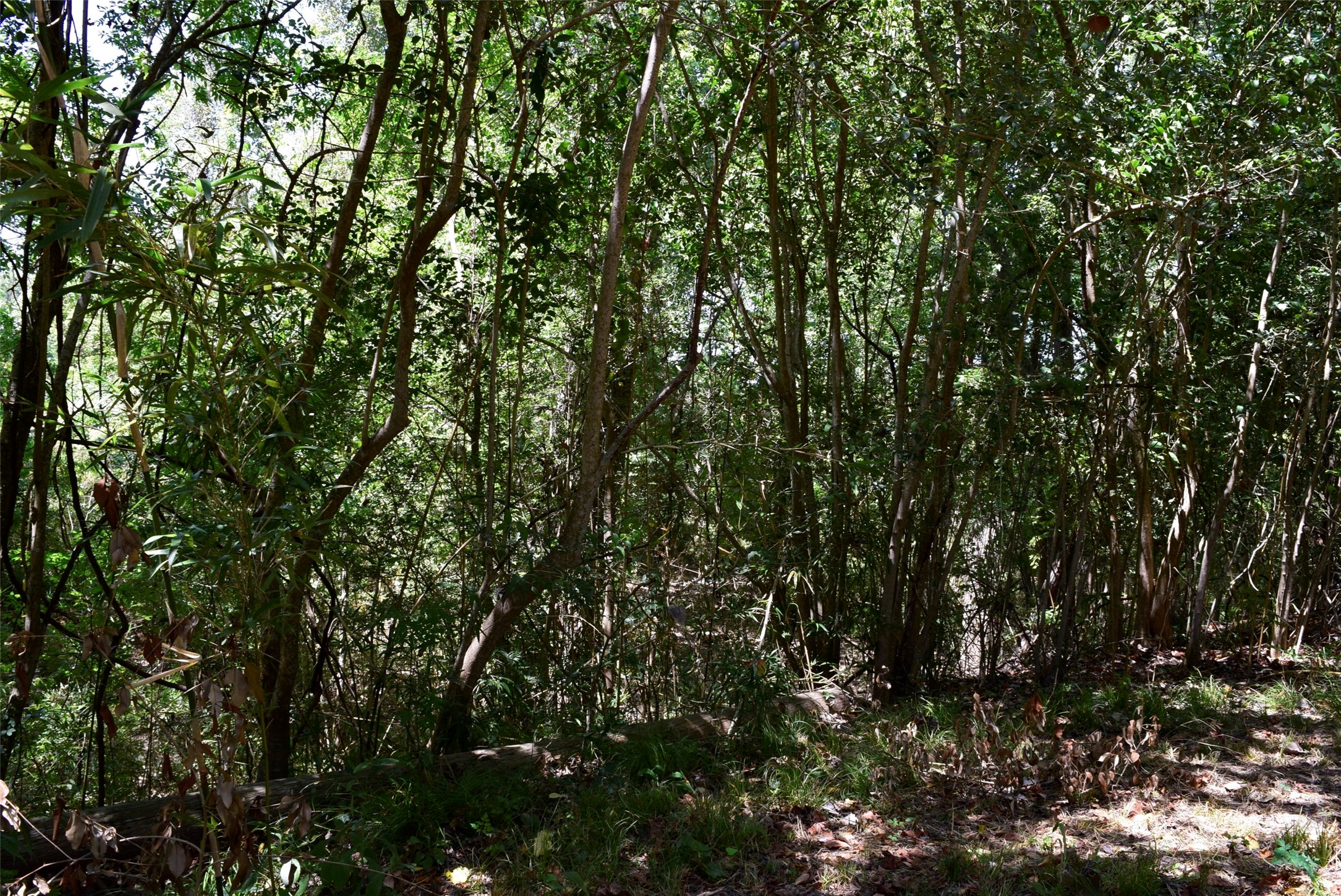 732 River Road Goodrich, TX 77335 - Photo 4 of 20 a view of a tree
