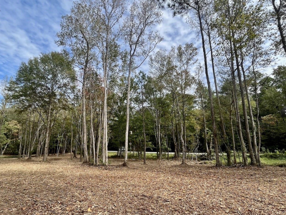 10690 Waukegan Road Conroe, TX 77306 - Photo 6 of 7 a backyard of a house with large trees