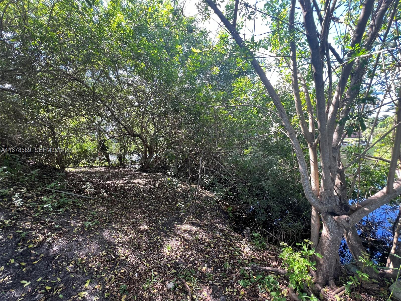 20321 Southwest 48th Street Southwest Ranches, FL 33332 - Photo 27 of 46 a view of forest