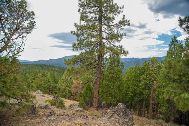 a view of a yard with a tree