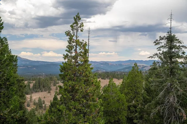a view of a lake in middle of the forest