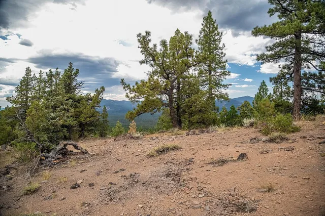 a view of a dirt road with large trees