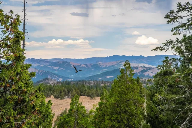 a view of a lot of trees and bushes
