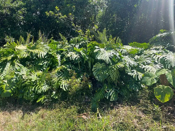$40,000 | 2 Manini Street, Pahoa, HI 96778