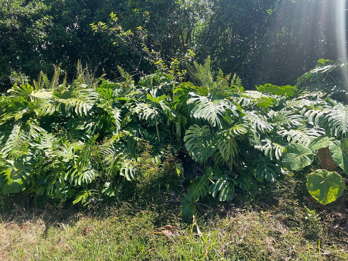 2 Manini Street Pahoa, HI 96778 - Photo 1 of 5 a view of a plant in a garden