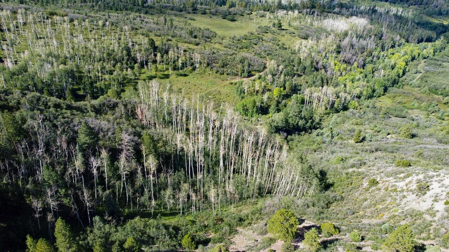9757 Co Rd 5 Ridgway, CO 81432 - Photo 5 of 15 Picture7