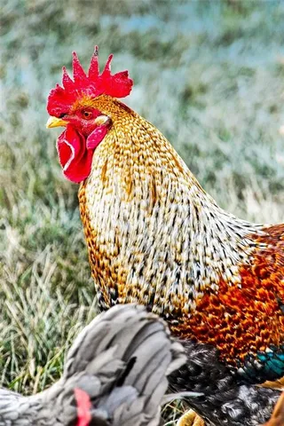 $669,000 | 5199 Southeast Fox Run Road, Lathrop, MO 64465