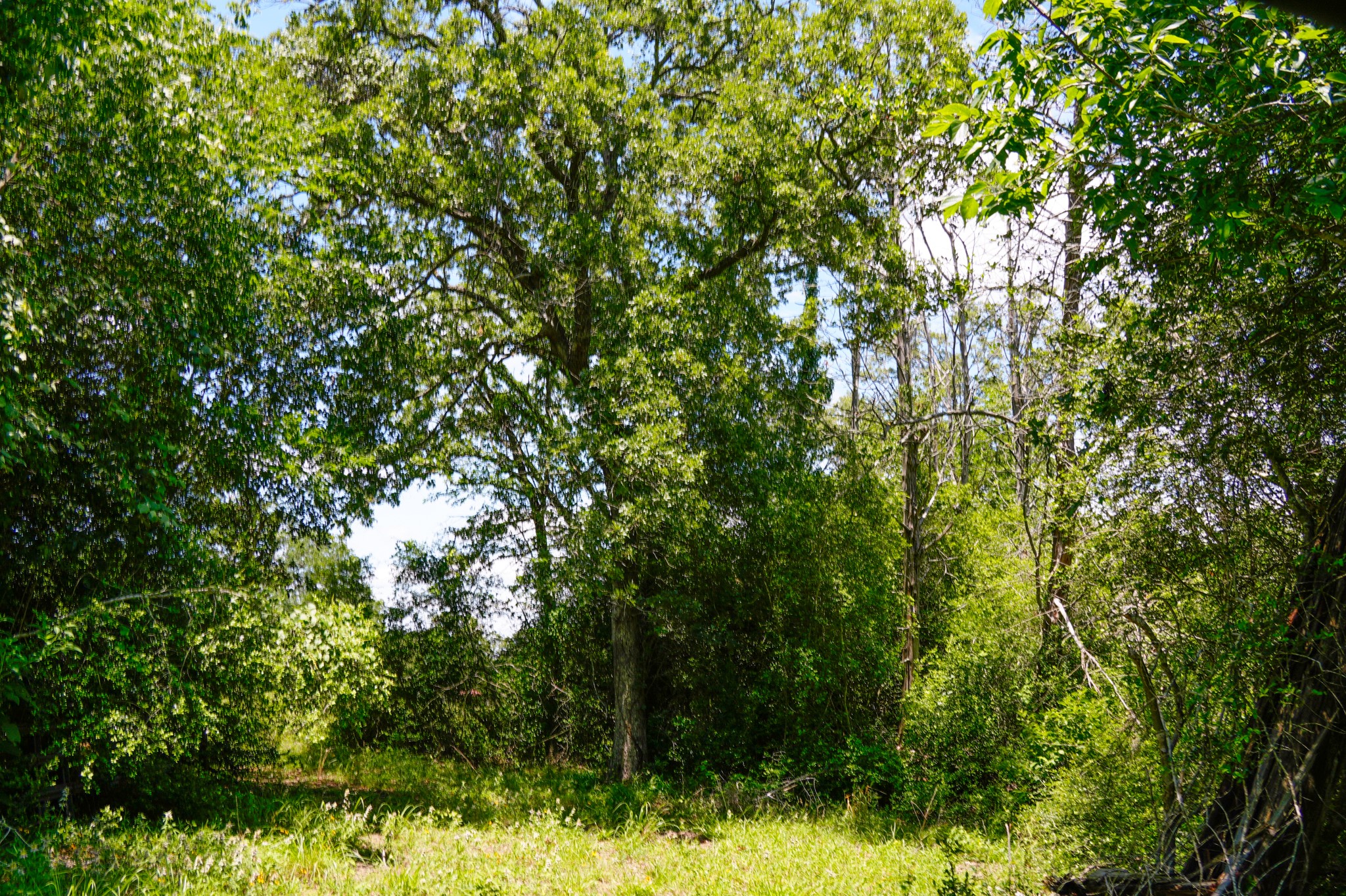 3233 Farm To Market 3233 Road La Grange, TX 78945 - Photo 18 of 18 View of nature