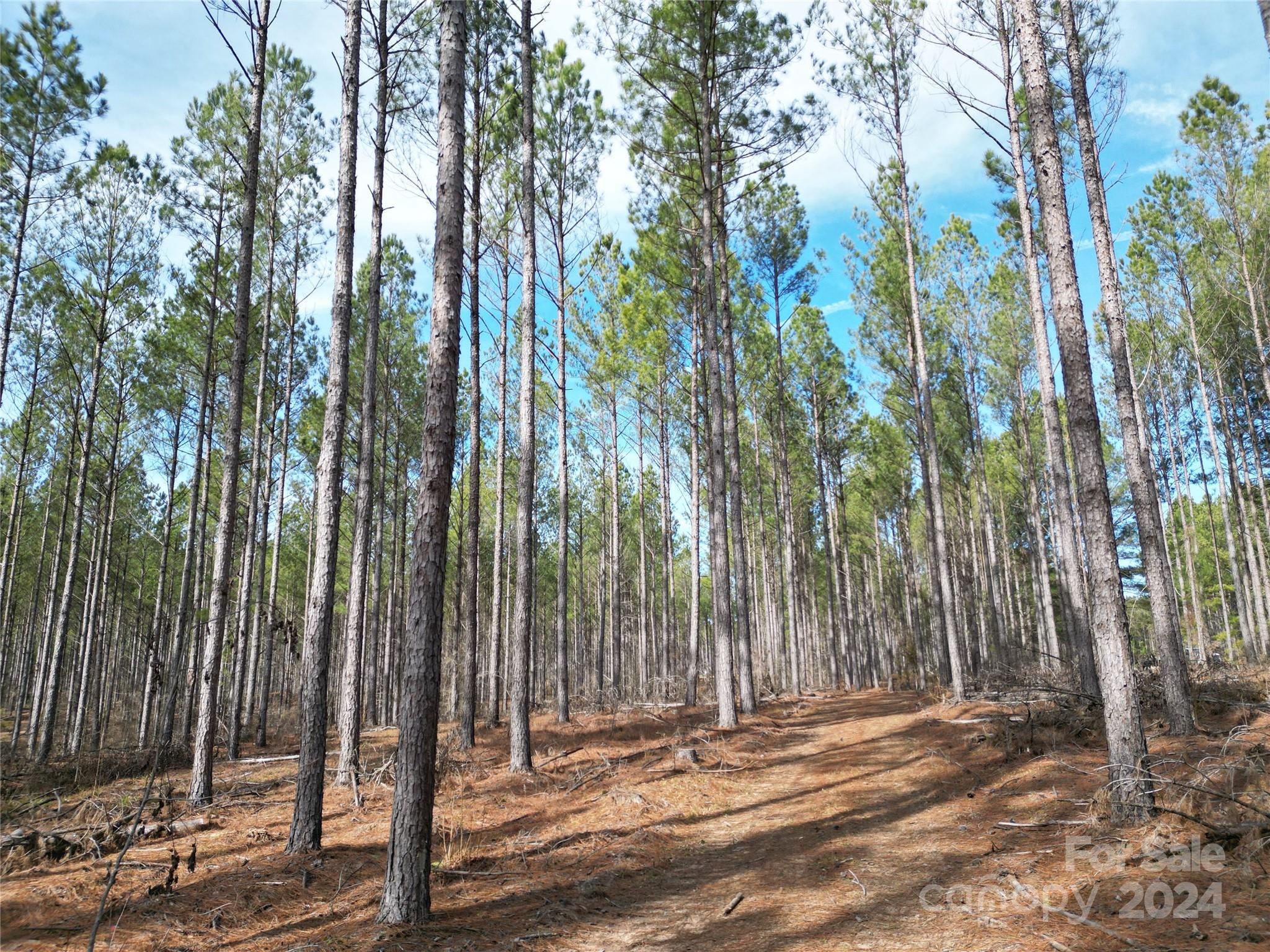 Tbd Tbd Spencer Pointe Road, Unit LOT 20C Lilesville, NC 28091 - Photo 6 of 22 a backyard of a house with lots of trees