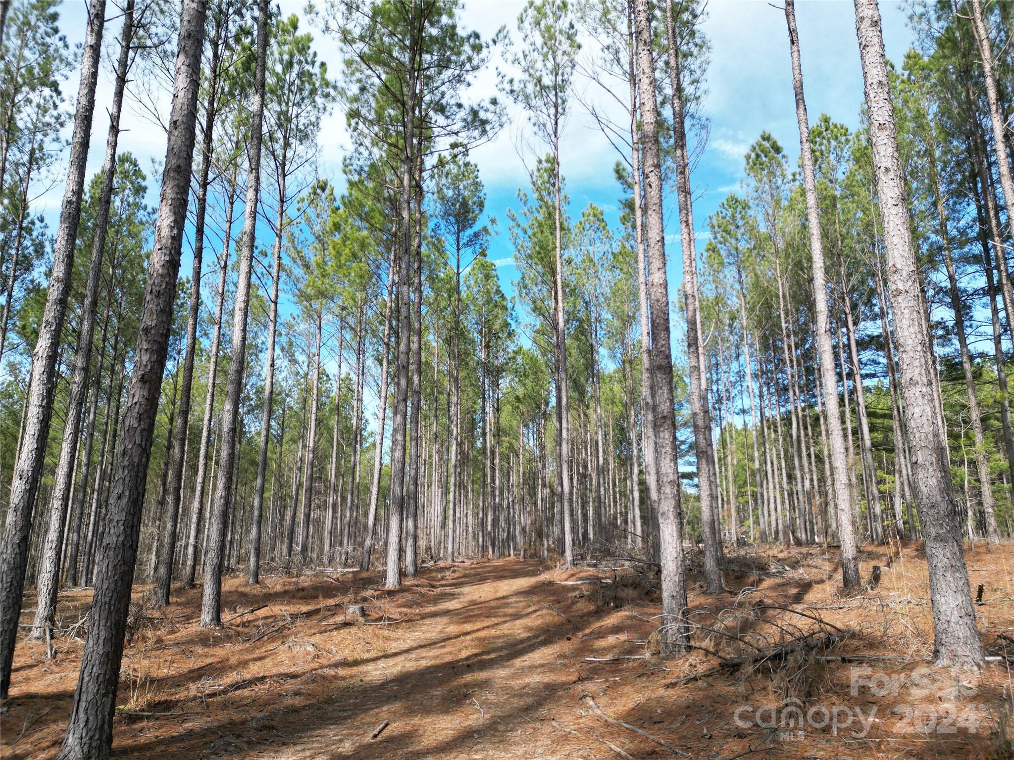 Tbd Tbd Spencer Pointe Road, Unit LOT 20C Lilesville, NC 28091 - Photo 7 of 22 a view of outdoor space and yard