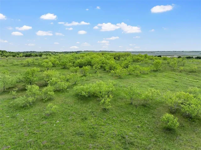 a view of a large trees with lots of buildings