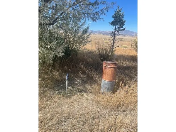 a picture of a tree in a backyard