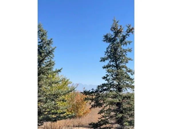 a view of a dry yard with trees in the background