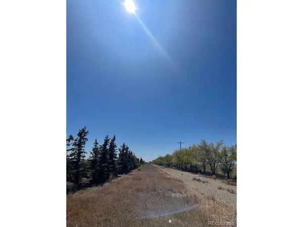 a view of a dry yard with trees
