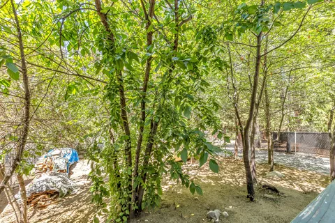 a view of a yard with plants