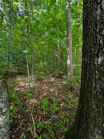 a view of a lush green forest