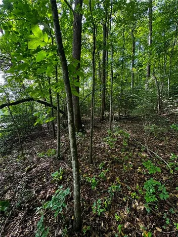 a view of a forest with trees