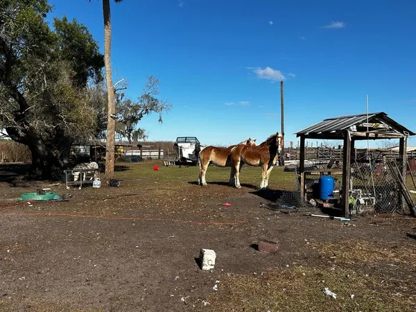 a view of a pathway with a tree