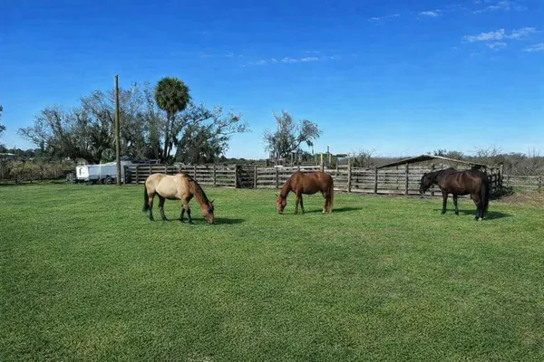 a couple of some trees sitting in the grass
