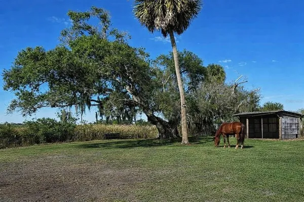 a front view of a house with a yard and palm trees