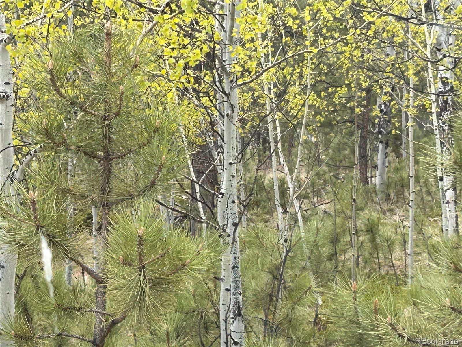 139 O'Brien Road Bailey, CO 80421 - Photo 7 of 10