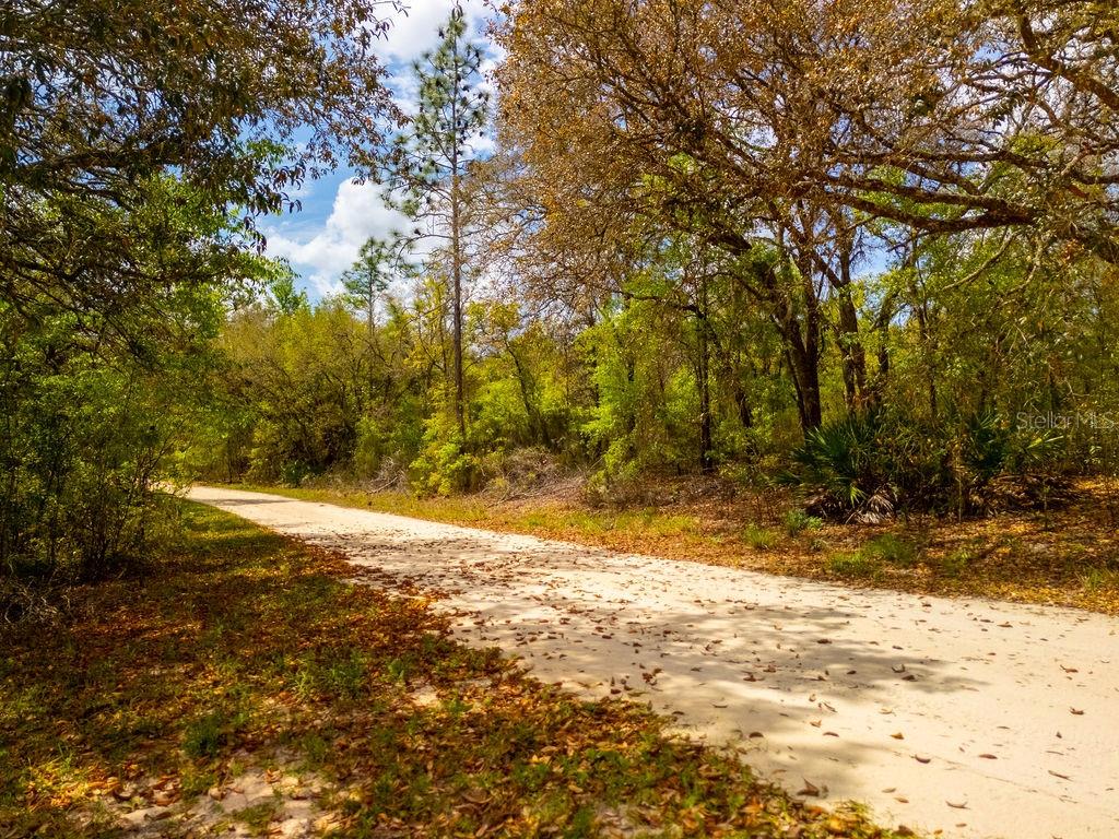 0 Northeast 131st Terrace Bronson, FL 32621 - Photo 5 of 24 a view of yard