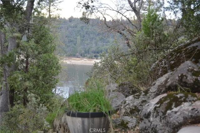 a view of a forest with a tree