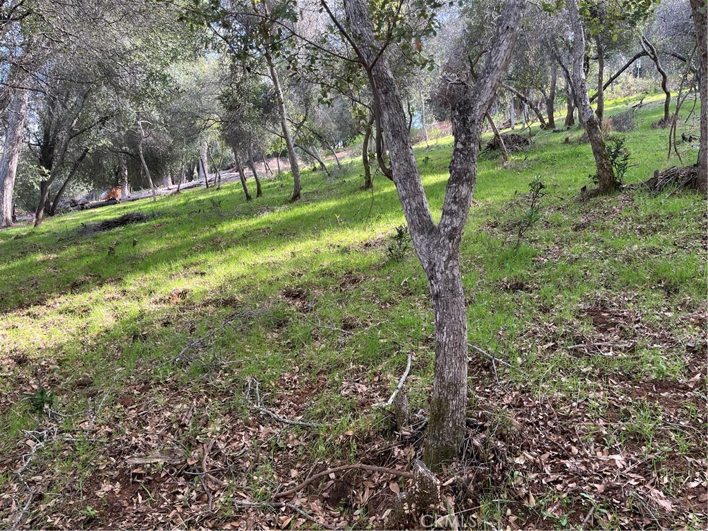 8444 Soda Bay Road Kelseyville, CA 95451 - Photo 7 of 9 a view of a trees in a yard