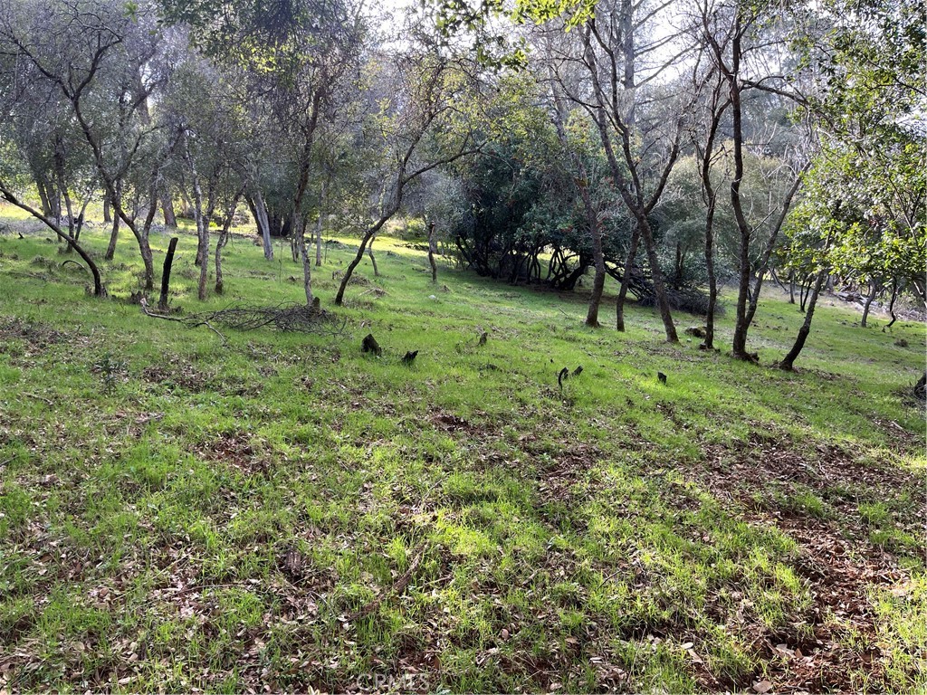 8444 Soda Bay Road Kelseyville, CA 95451 - Photo 8 of 9 a view of green field with trees