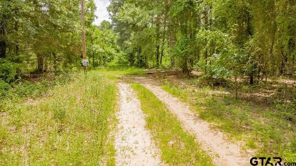 a close up of a tree