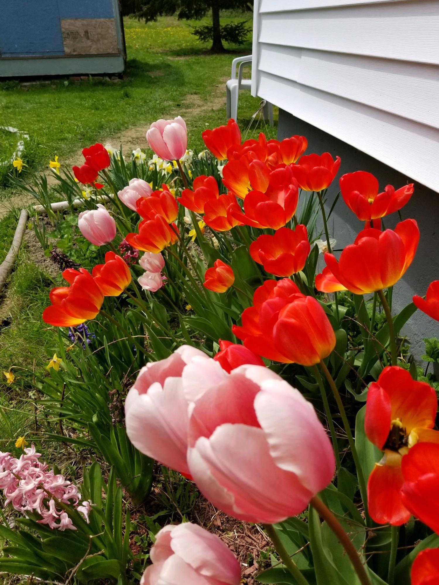 1715 Main Road Enfield, ME 04493 - Photo 27 of 37 FLowers