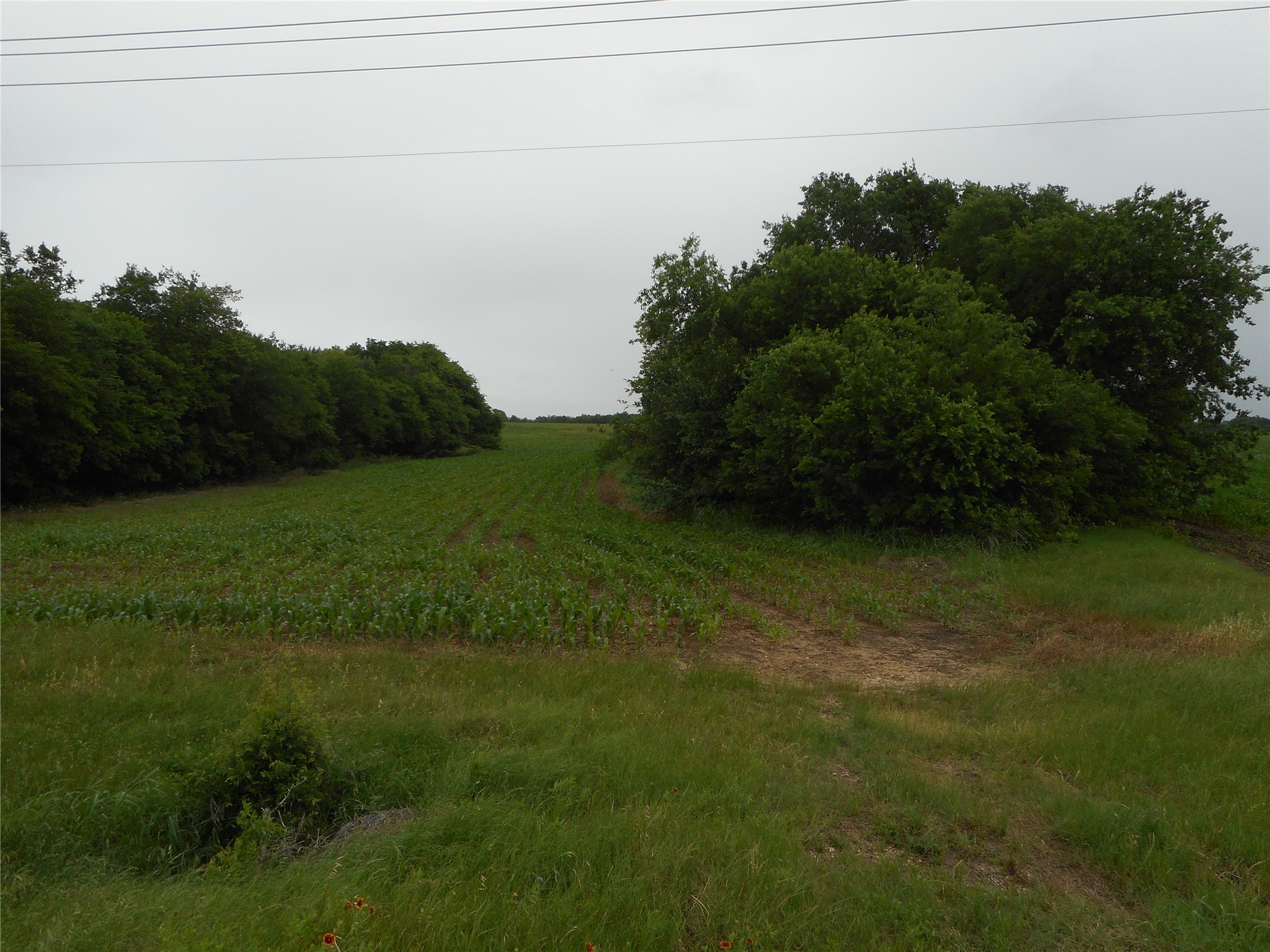 619 North Rd Taylor Tx 76574 Road Taylor, TX 76574 - Photo 9 of 15 This property features expansive green fields with lush foliage and mature trees bordering the landscape