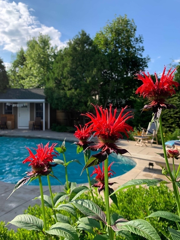 10 Spring Road Westborough, MA 01581 - Photo 31 of 42 a view of a flower in a yard