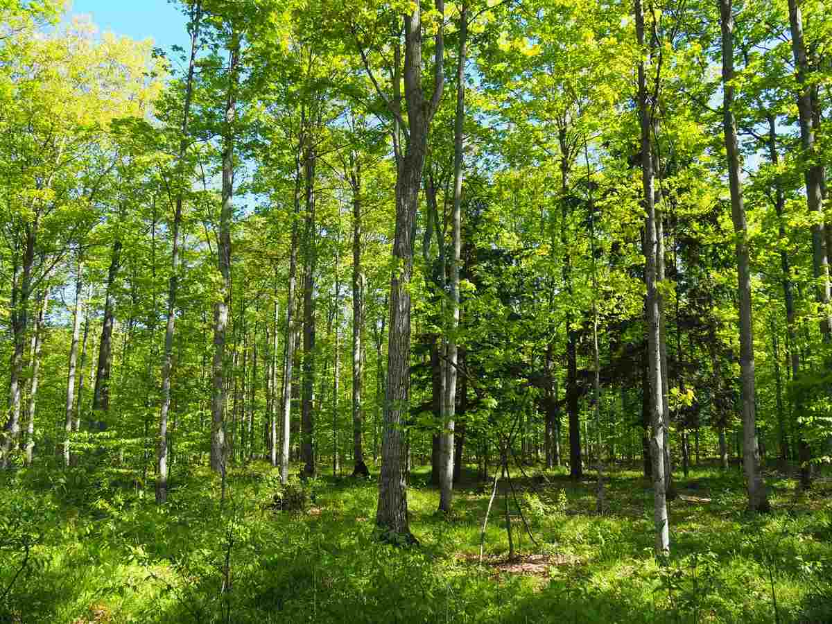 11717 Fowler Road Honor, MI 49640 - Photo 12 of 28 1861913-11.JPG